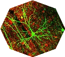 neuronale Verbindungen